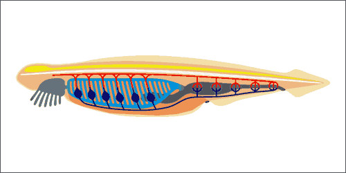 Info-Grafik, wissenschaftliche Illustration, Lanzettfischchen